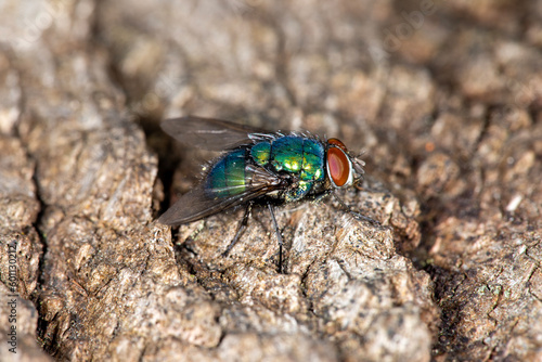 The common greenbottle, Lucilia Caesar. At rest on a piece of decayed wood, side view showing red compound eyes