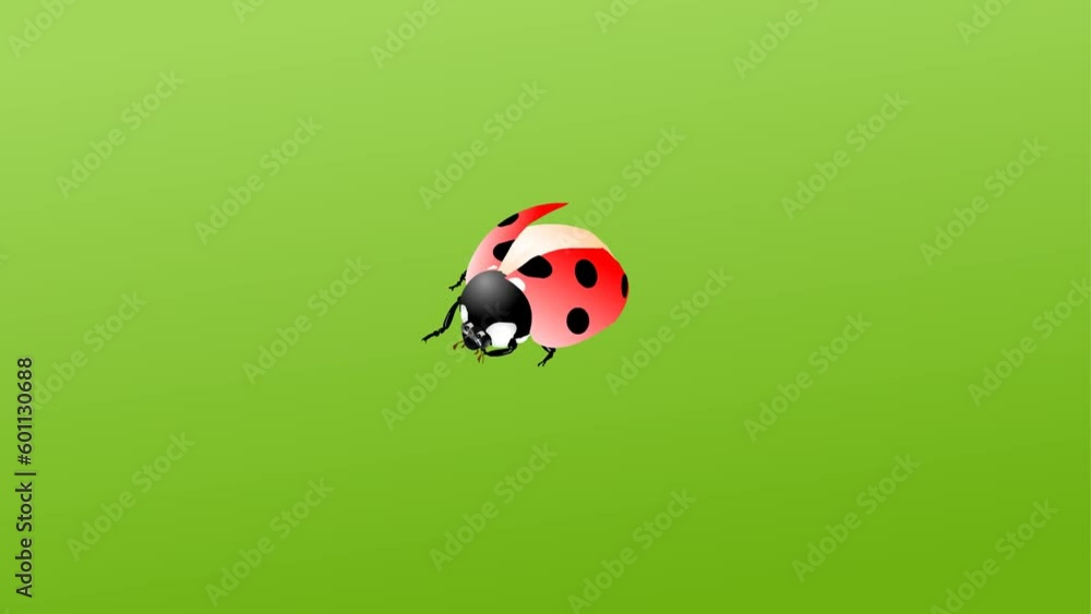 ladybug 2d animation and background, lady bird, little ladybug 2d animation and background, lady bird, little