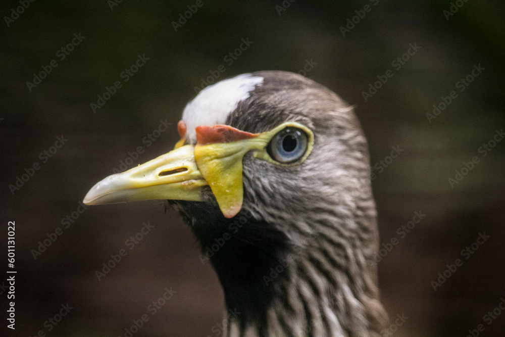 Obraz premium African Wattled Lapwing, Vanellus senegallus, noisy plover