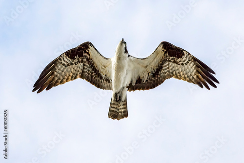 Majestic Osprey flying overhead with wings open