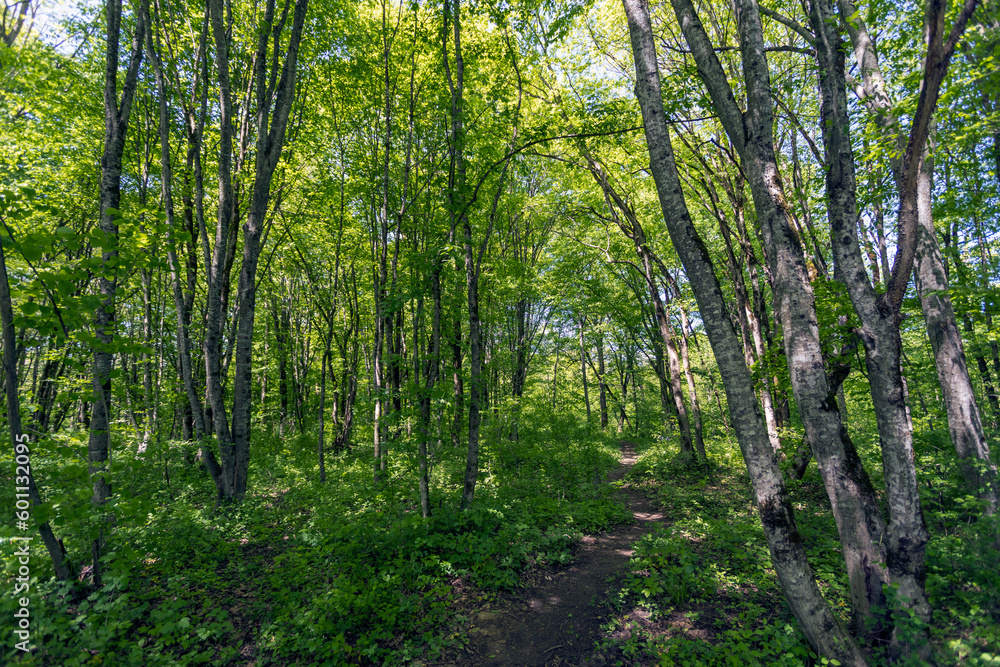 Spring green forest. Deciduous trees in the forest.