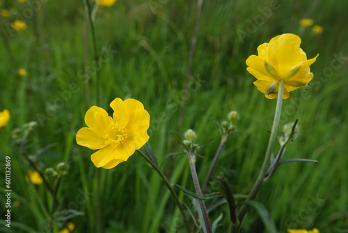 Closeup on a yellow buttercup flower  Ranunculus acris in a meadow