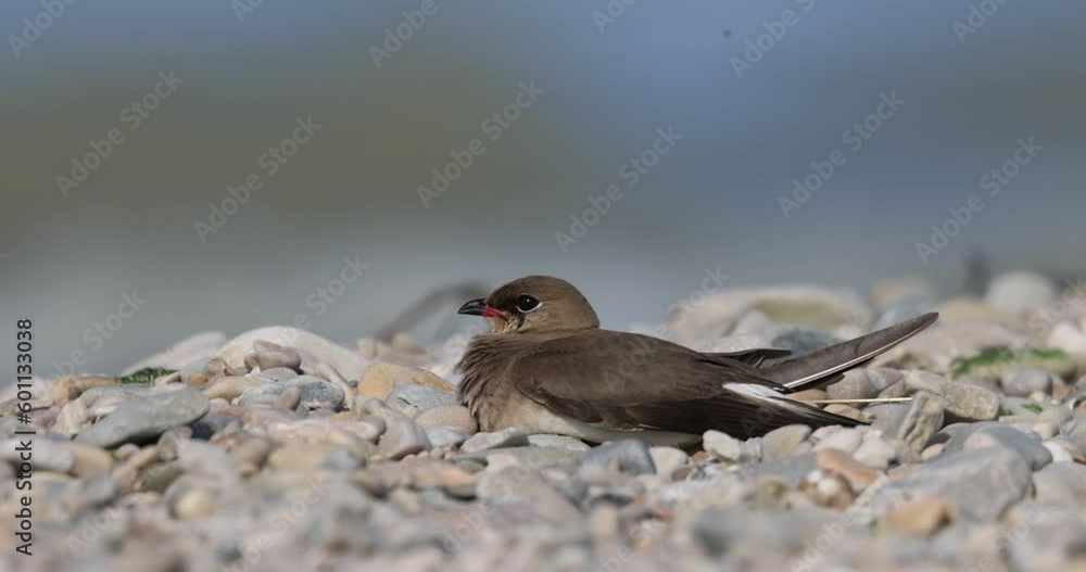 The collared pratincole (Glareola pratincola) or common pratincole or red-winged. Waders or shorebirds.