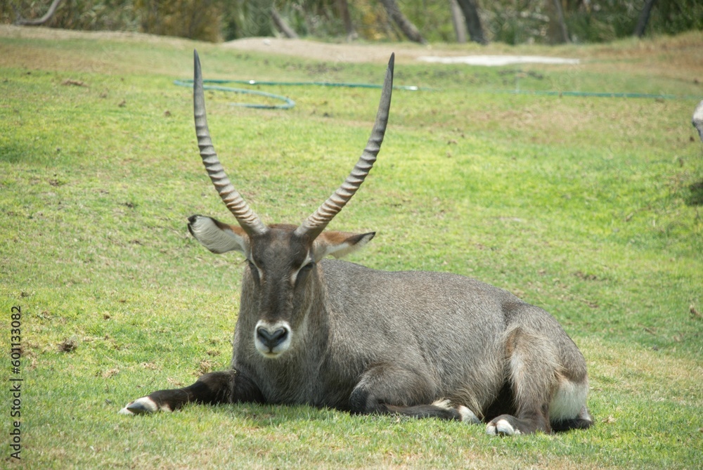 Antílope acuático o kobus ellipsiprymnus descansando adulto descansando sobre el césped. Antílope acuático o kobus ellipsiprymnus descansando adulto descansando sobre el césped.