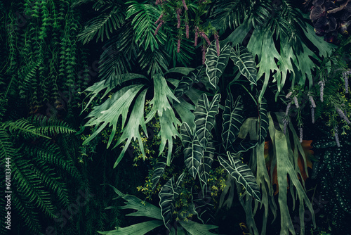 Close up group of background green leaves texture and abstract background. Tropical leaf nature concept.