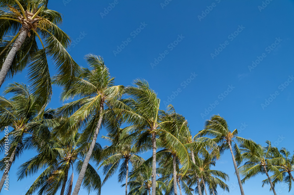 Fototapeta premium Coconut Grove Against Turquoise Blue Sky in Hawaii.