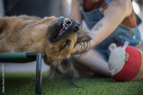 Mixed breed Corgy dog throughly enjoys being pet while lyiing upside down and smiling