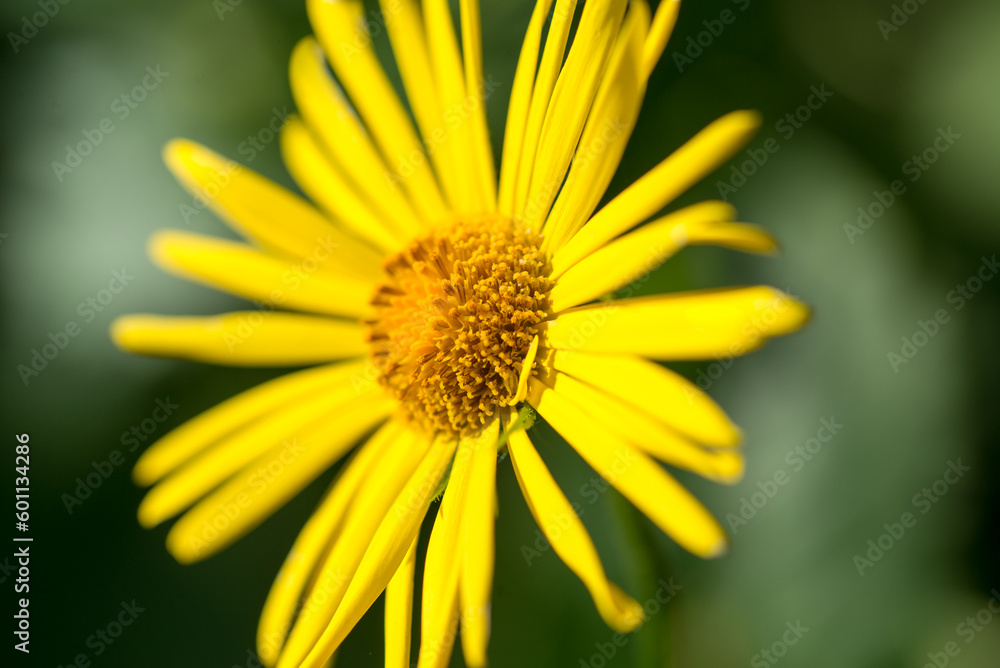 Leopard's bane, Doronicum orientale yellow flower closeup selective focus Leopard's bane, Doronicum orientale yellow flower closeup selective focus