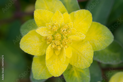 Euphorbia polychroma, cusion spyrge yellow flower closeup selective focus photo
