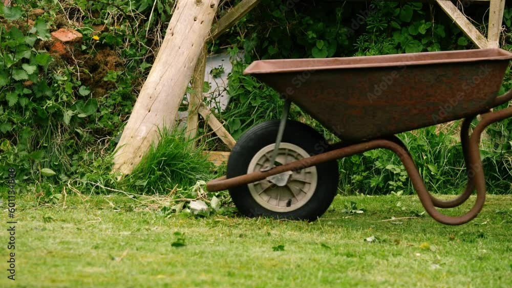 Woman wheels rusty old wheelbarrow in garden Woman wheels rusty old wheelbarrow in garden