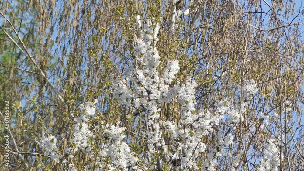 Blooming branches of spring tree against background of blue sunny sky and branches of different trees moving in the wind. Spring shot with blooming branches with white flowers. Blooming branches of spring tree against background of blue sunny sky and branches of different trees moving in the wind. Spring shot with blooming branches with white flowers.