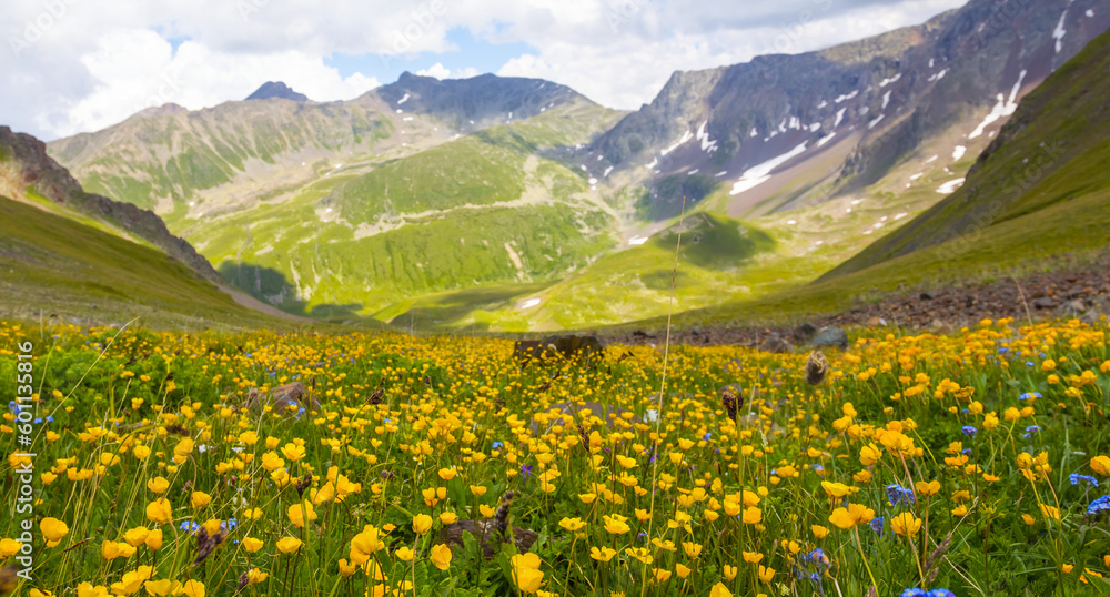 green mountain valley covered by wild flowers