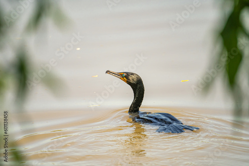 A double-crested cormorant swimming in the lake. Wildlife photography.