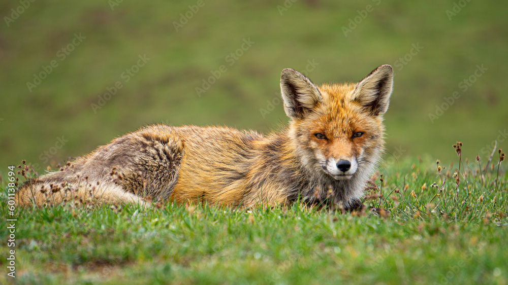Fototapeta premium Red fox and blurry landscape