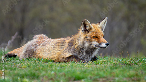 Red fox and blurry landscape © Victor