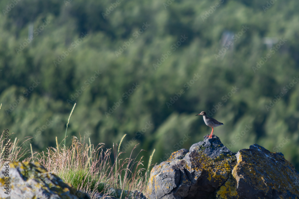 Bird on a rock in northern Norway in summer Bird on a rock in northern Norway in summer