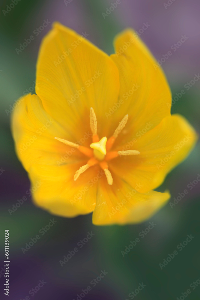Colorful tulips on nature background Colorful tulips on nature background