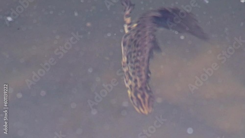 Mating couple of great crested newts or mating salamanders in garden pond mating season show mating habits in natural lake as amphibious animals in underwater idyllic environment for aquatic species photo