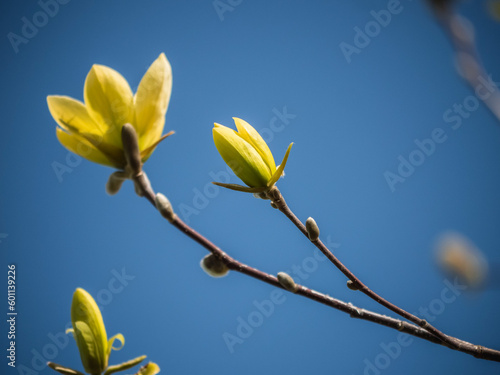 Magnolia Flowers © Deanna