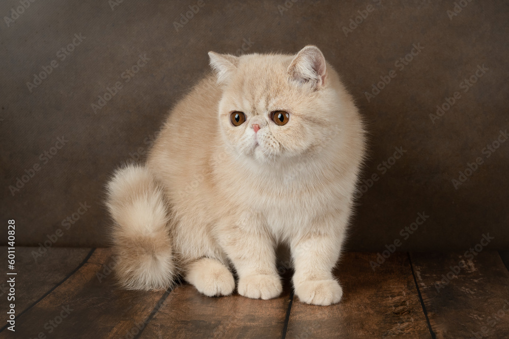 beautiful exotic Shorthair cat lies on the brown background of the Studio.