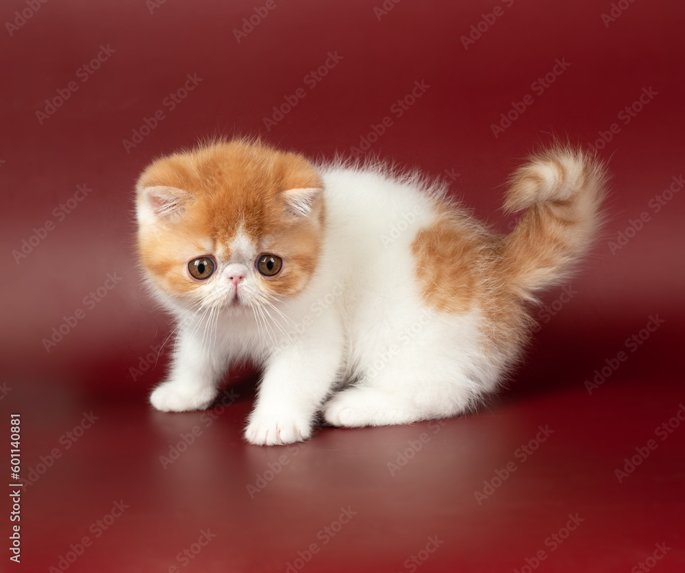 small beautiful red kitten exotic on a burgundy background in the studio. small beautiful red kitten exotic on a burgundy background in the studio.