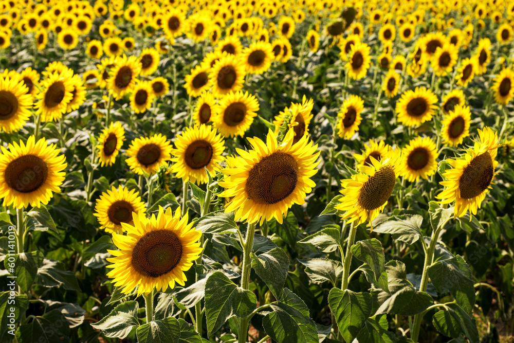 Blooming sunflowers in sunny field