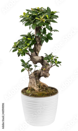 Potted Ficus microcarpa tree on white backdrop