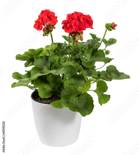 Lush red zonal geranium flower in pot