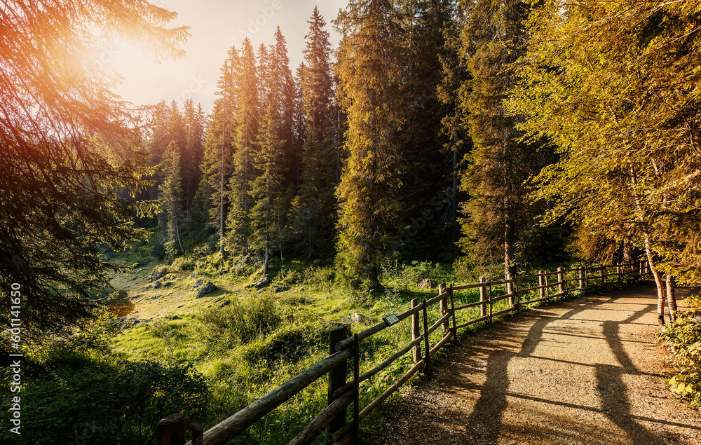 Wonderful sunny landscape in the forest. Amazing nature scenery in alpine highland. Wonderful sunny landscape in the forest. Amazing nature scenery in alpine highland.