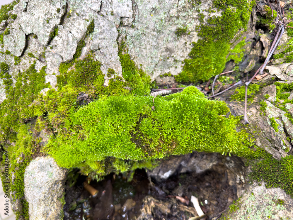 Moss covers the trunk of an old tree Moss covers the trunk of an old tree
