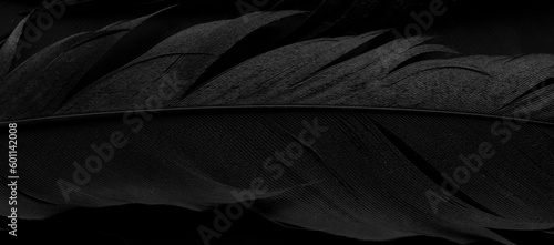 bird magpies feather, blue background © Remigiusz