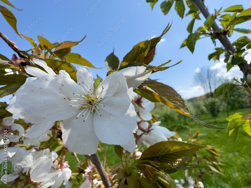 The beginning of spring flowering of trees The beginning of spring flowering of trees