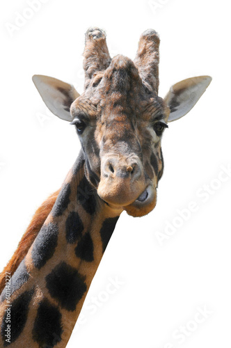 The head of a large giraffe while chewing supplied with no background 