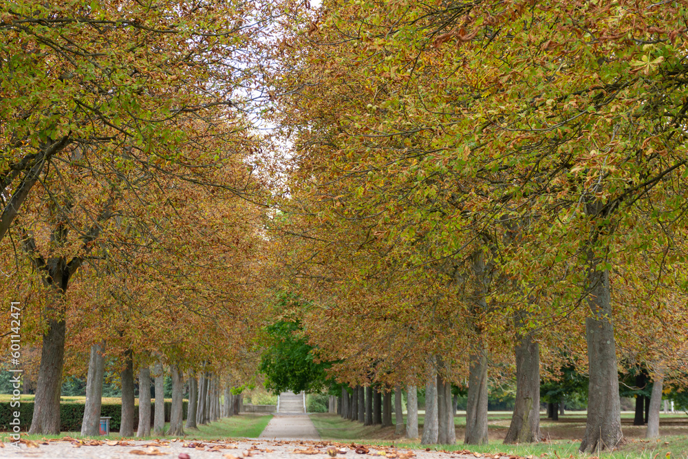 Naklejka premium A road in a park with beautiful trees on an autumn day