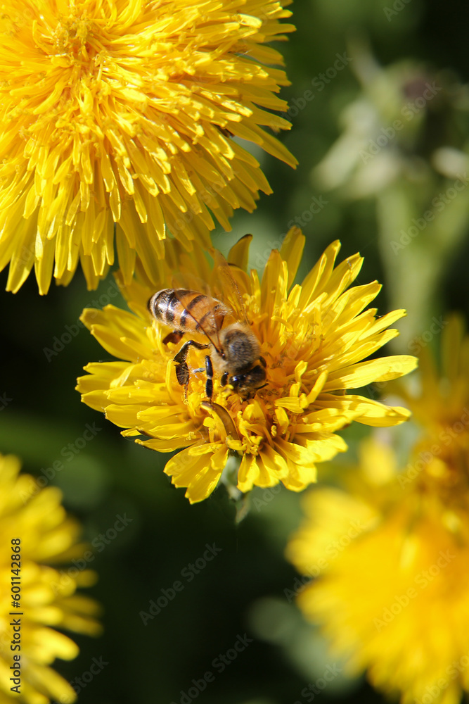 custom made wallpaper toronto digital Blurred floral background, dandelions on a sunny day, a bee on a flower