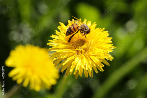  Blurred floral background, dandelions on a sunny day, a bee on a flower © IvSky