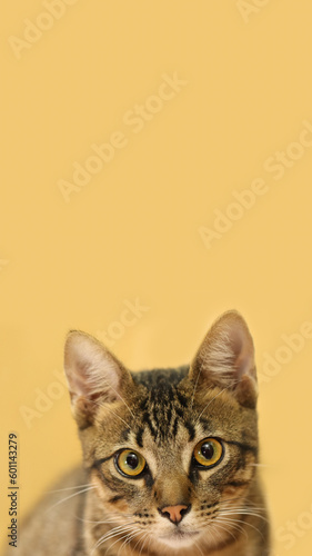 Tabby cat phone wallpaper. Brazilian shorthair. Pêlo Curto Brasileiro. Cat looking at camera isolated on chardonnay background for wallpaper, IG reels, stories. © Franklin