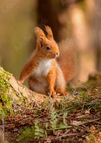 Red Squirrel in Woodland