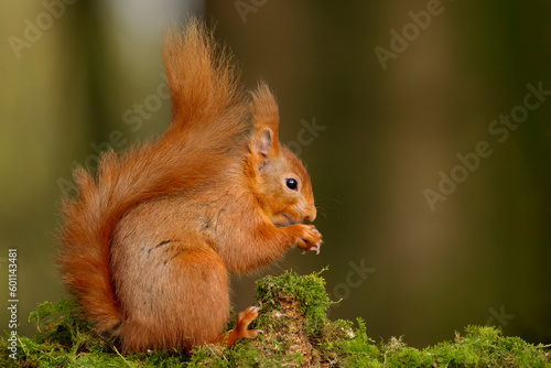 Red Squirrel with Nut © steve
