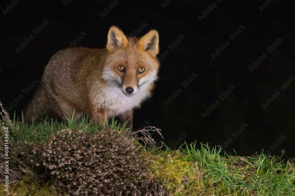 Fototapeta premium Red Fox Hunting at Night
