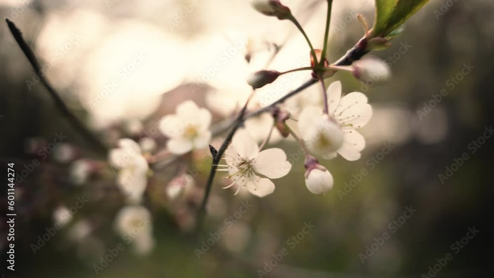 cherry blossom close-up. defocus. spring view cherry blossom close-up. defocus. spring view