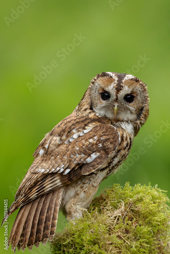 Tawny Owl in Woodland