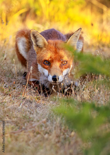 Wily Red Fox