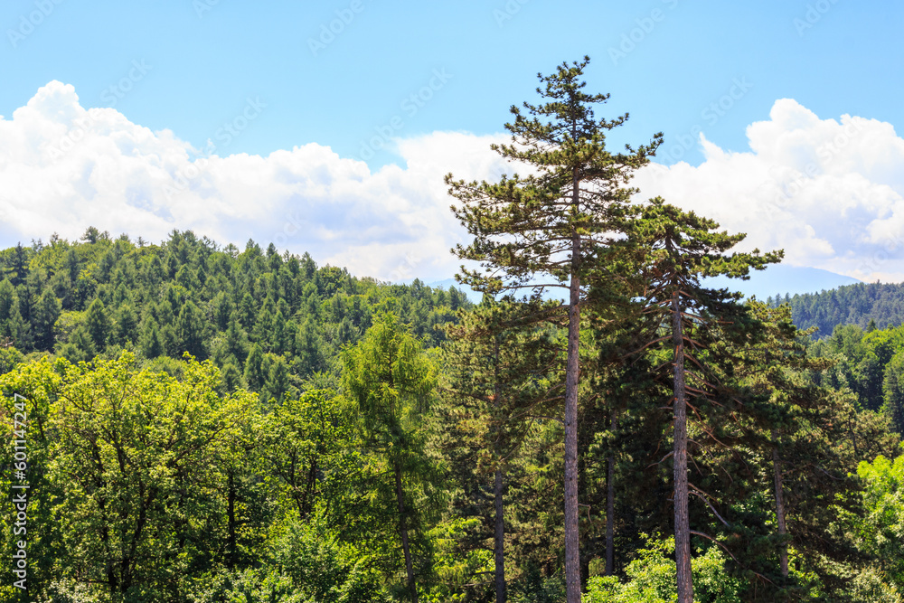 Fototapeta premium A view of the forest and mountains near the city of Rasnov. Transylvania. Romania