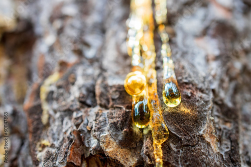 close-up of resin flowing down the trunk of a tree