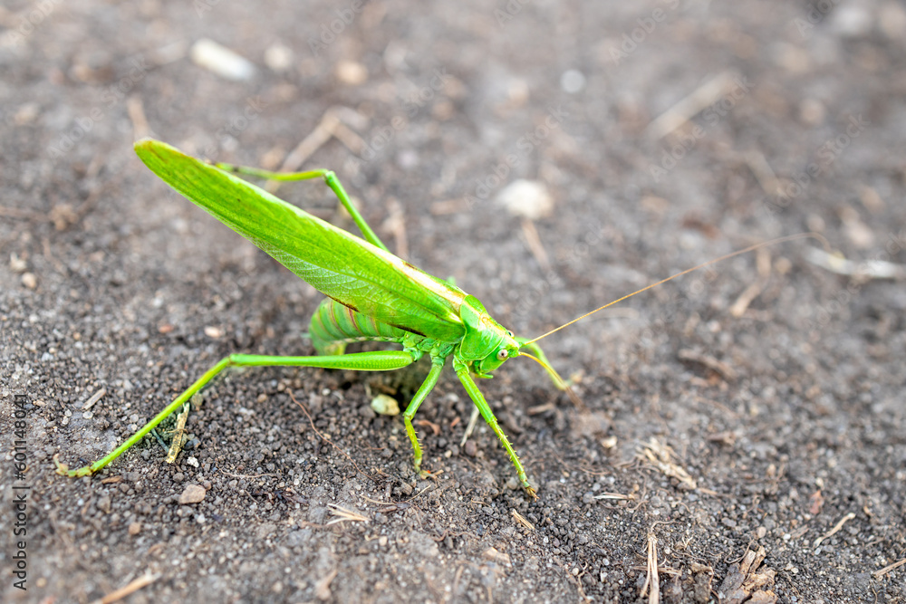 close-up view from above of a green grasshopper sitting on the ground close-up view from above of a green grasshopper sitting on the ground