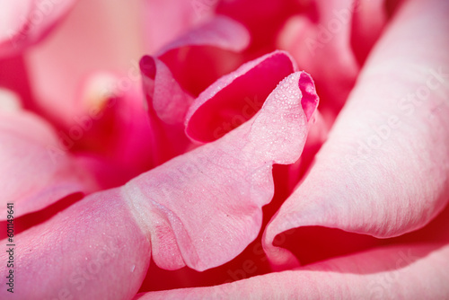 Macro photography of a rose