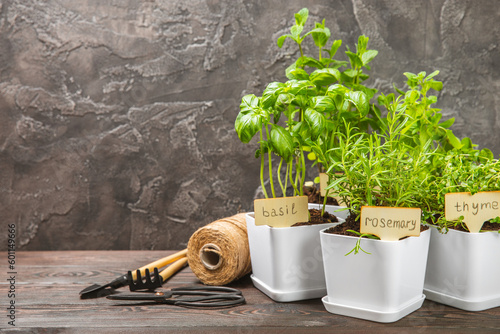 Assorted fresh herbs growing in pots on brown wood. Close-up. Green basil, mint. oregano, thyme and rosemary. Mixed fresh aromatic herbs in pots.Set of culinary herbs.Copy space.Lifestyle concept