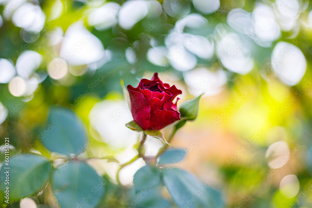 Macro photography of a rose Macro photography of a rose