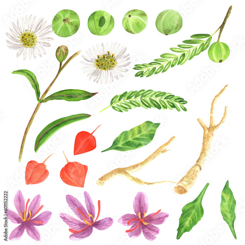 A set of hand drawn watercolor illustrations. Ayurvedic plants  amla or Indian gooseberry  ashwaghanda or Indian ginseng  saffron and bringaraj. These can be used for printing design  scrapbooking or